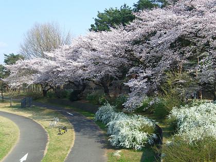2006.4.6昭和記念公園 (26).jpg