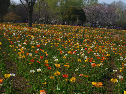 2006.4.6昭和記念公園 (48).jpg